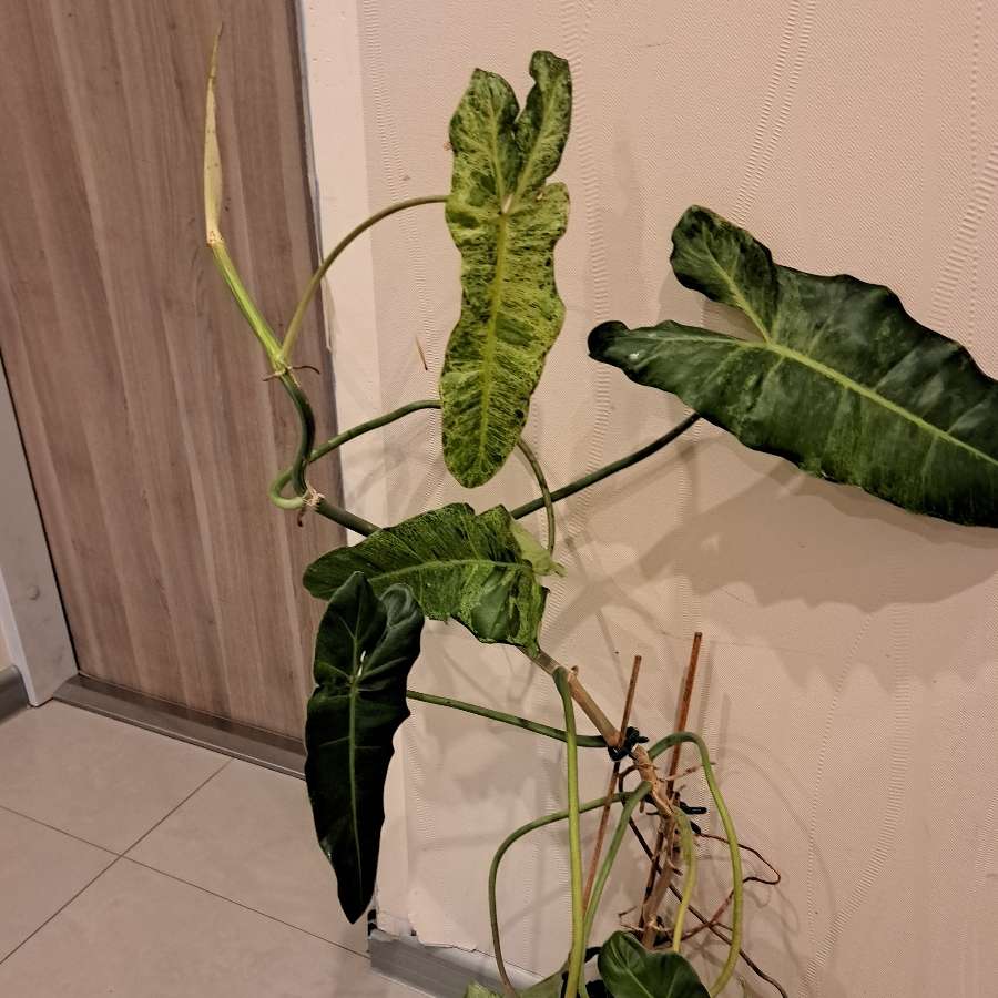 Philodendron paraiso verde