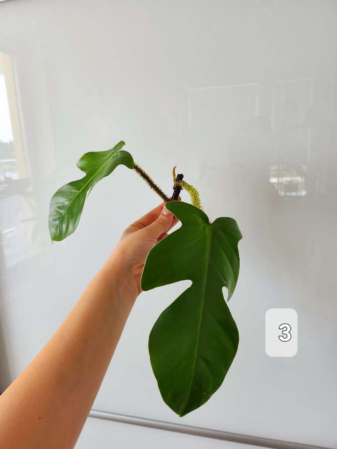 Philodendron Squamiferum 4