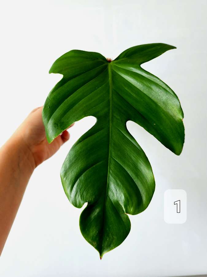 Philodendron Squamiferum 2