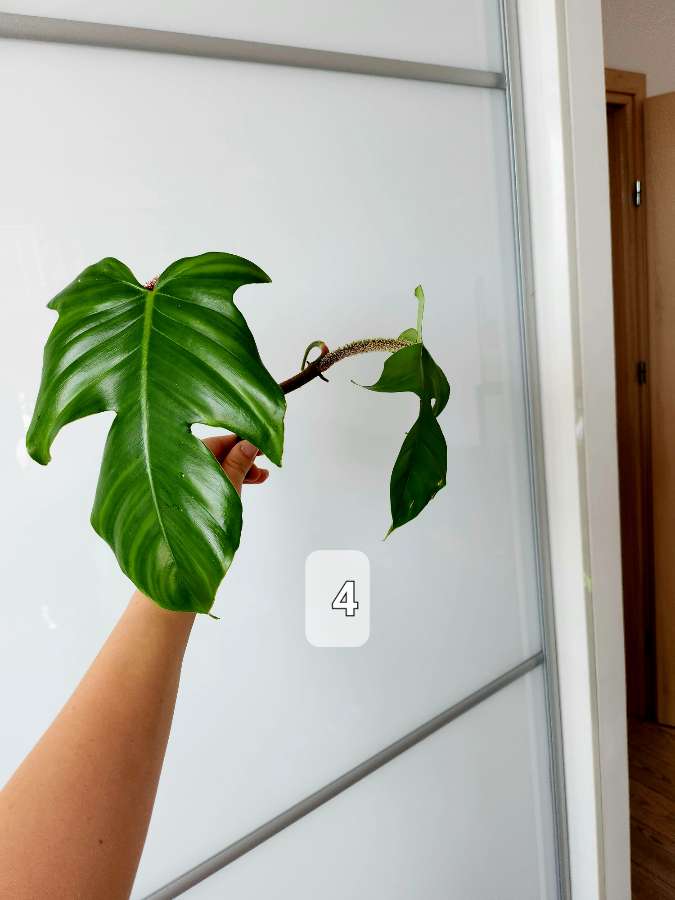 Philodendron Squamiferum 5