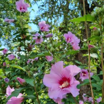 Hibiskus