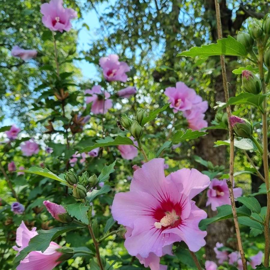 Hibiskus