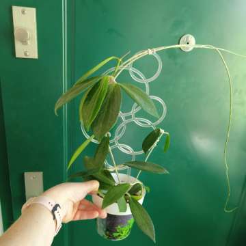 Hoya Nicholsoniae