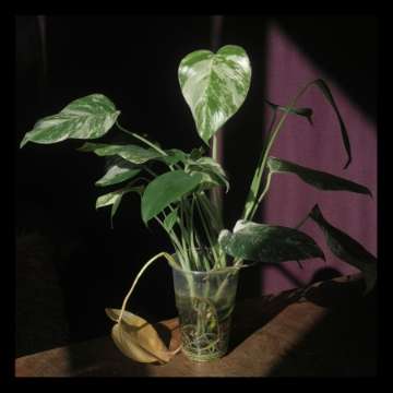 Monstera variegata