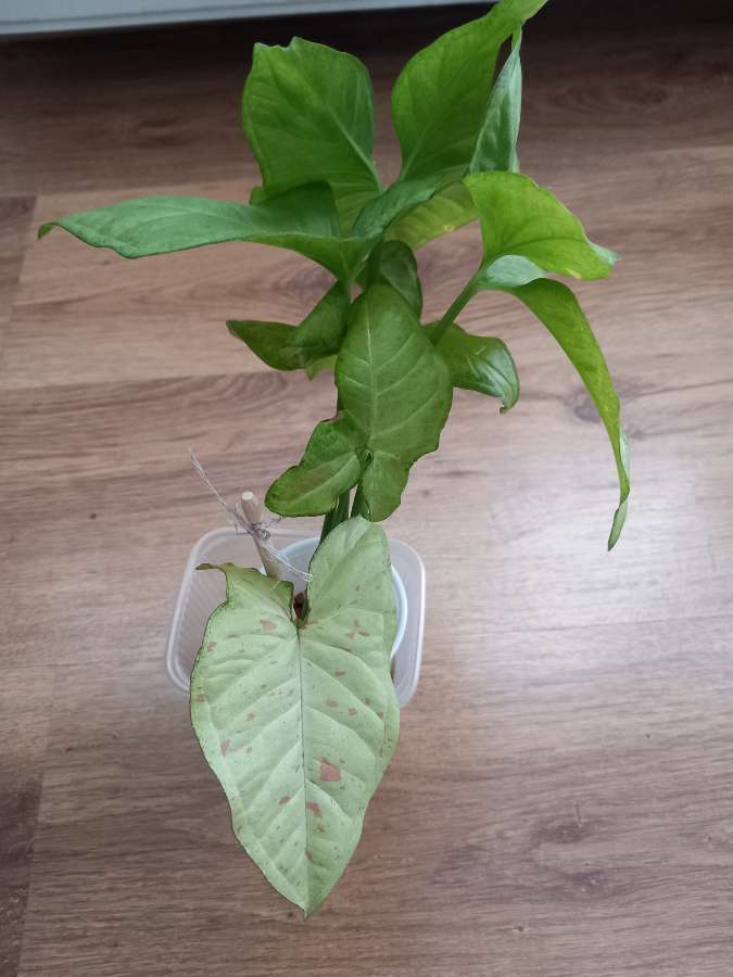 Syngonium Confetti 2