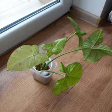 Syngonium Confetti