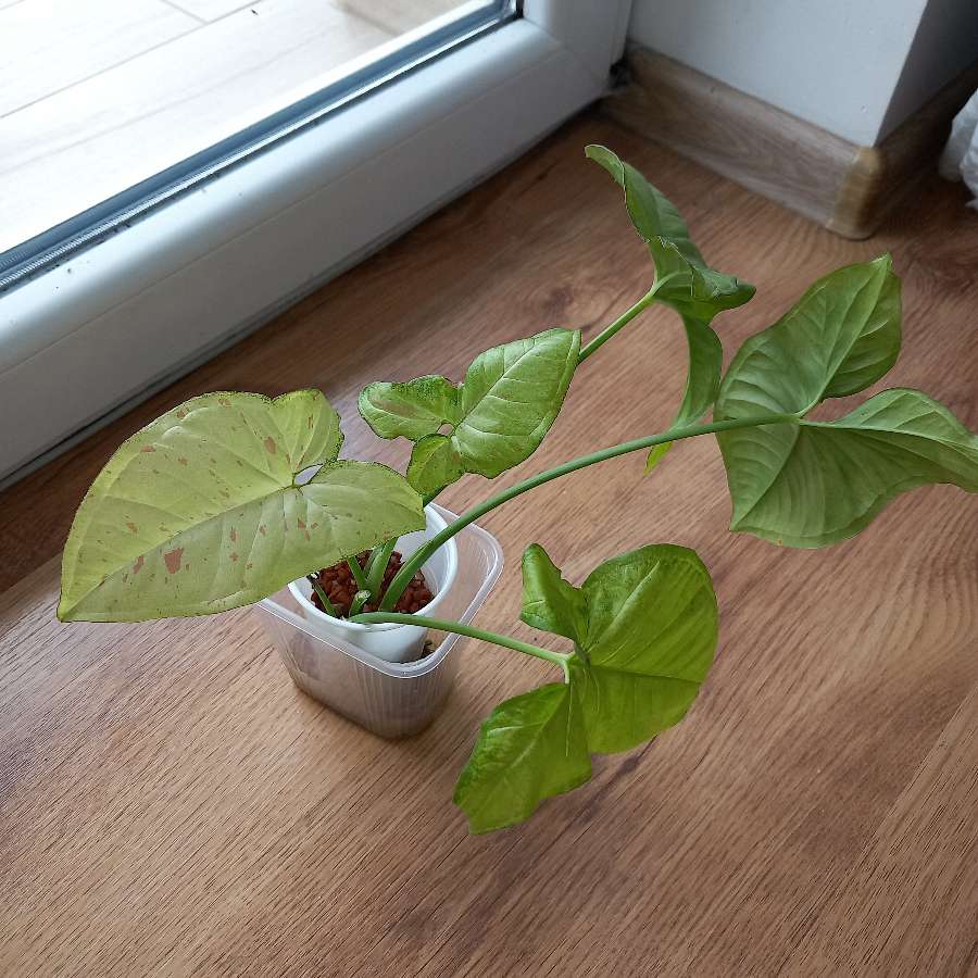 Syngonium Confetti