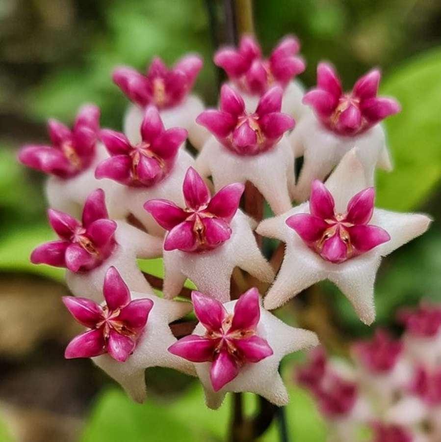 Hoya Patricia 3