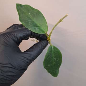 Hoya Patricia