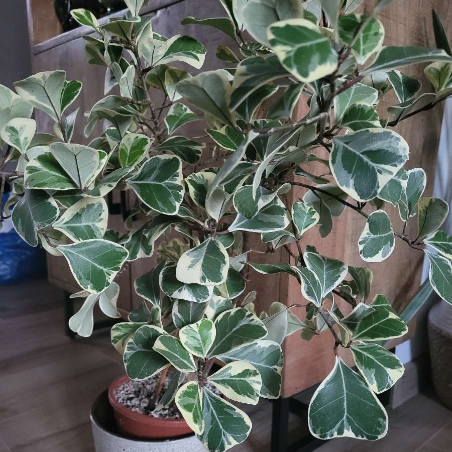 Ficus triangularis