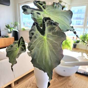 Alocasia Venom