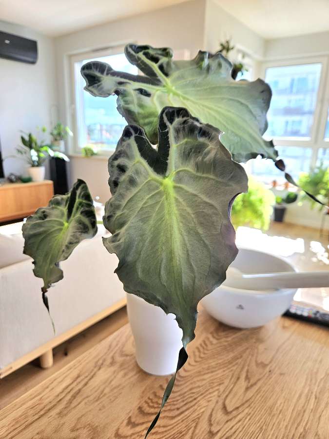 Alocasia Venom 3
