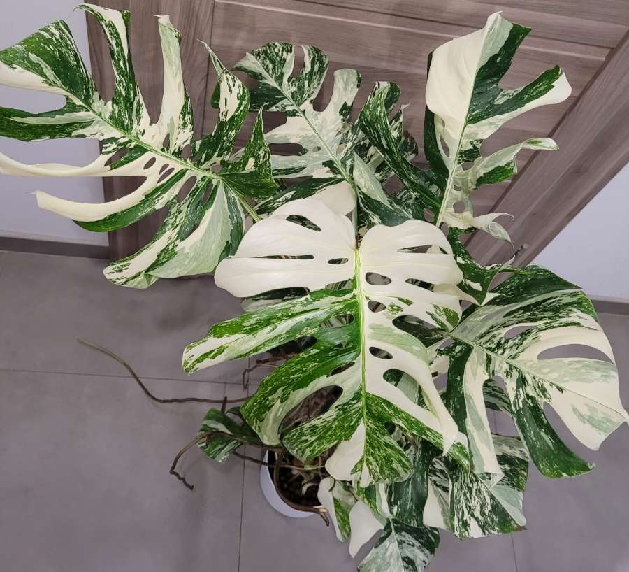 Monstera variegata 2