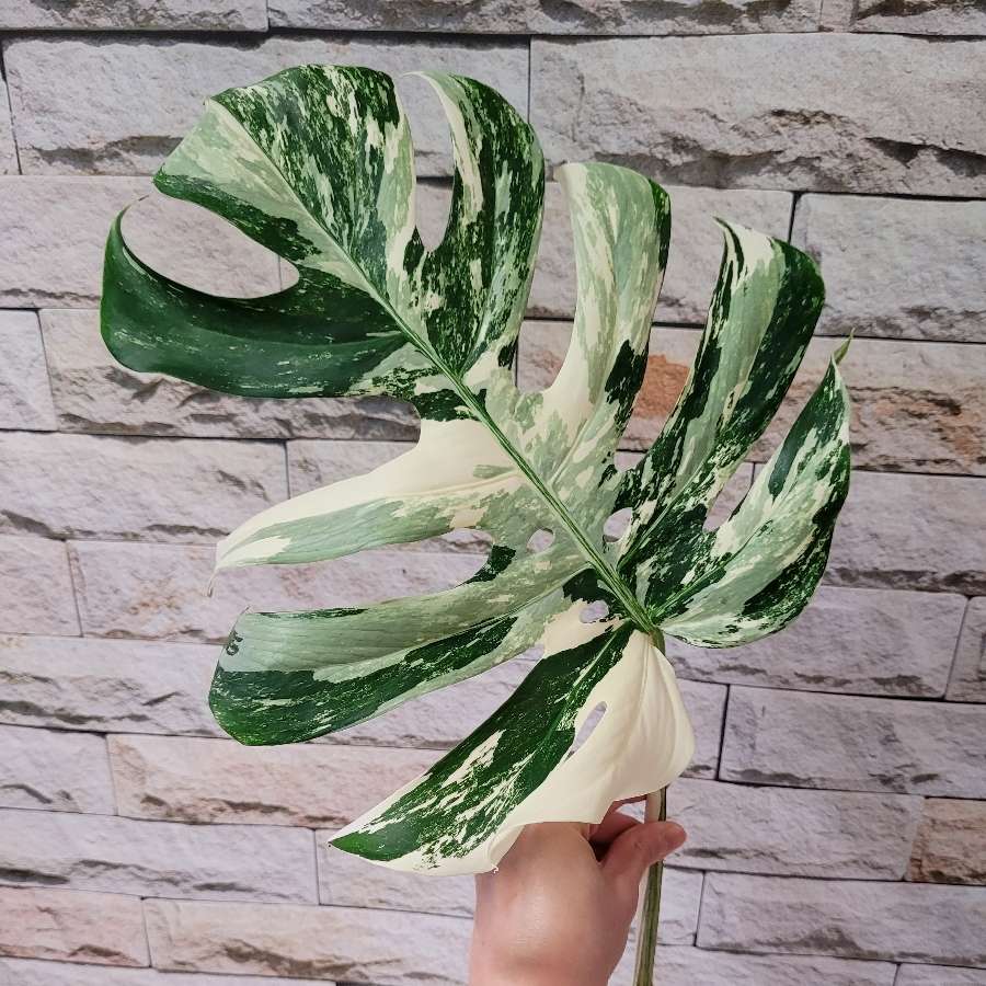Monstera variegata
