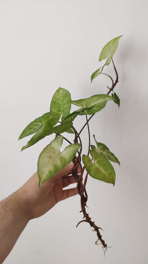 Syngonium podophyllum - ukorzenione szczyty 3