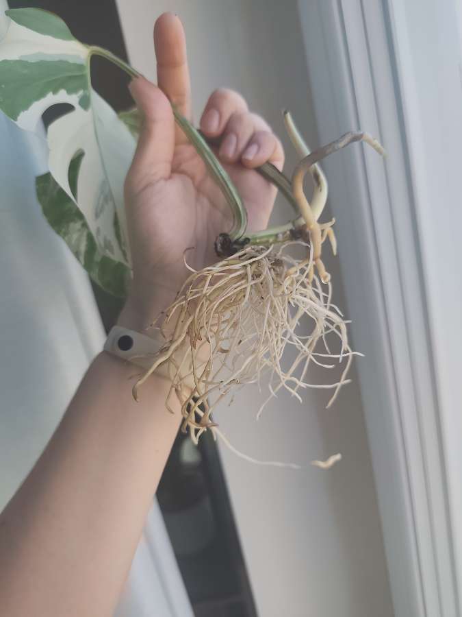 Monstera Deliciosa 'Albo' Variegata 4