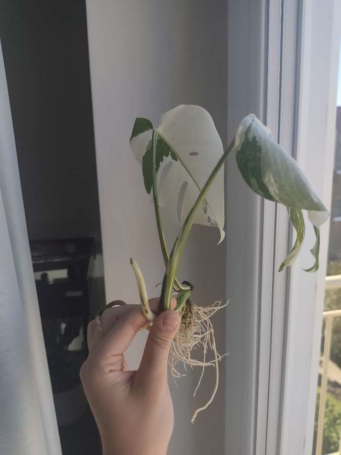 Monstera Deliciosa 'Albo' Variegata 3