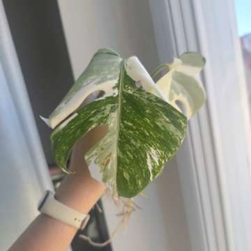 Monstera Deliciosa 'Albo' Variegata
