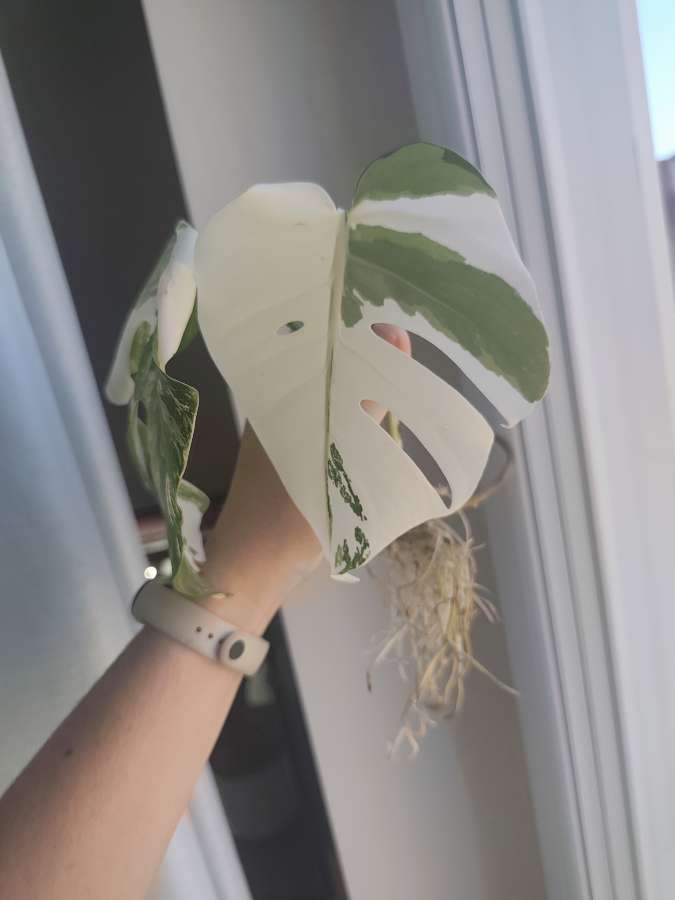 Monstera Deliciosa 'Albo' Variegata 2