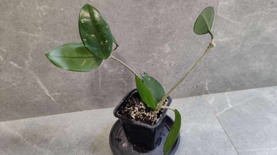 Hoya carnosa, hoja różowa 2