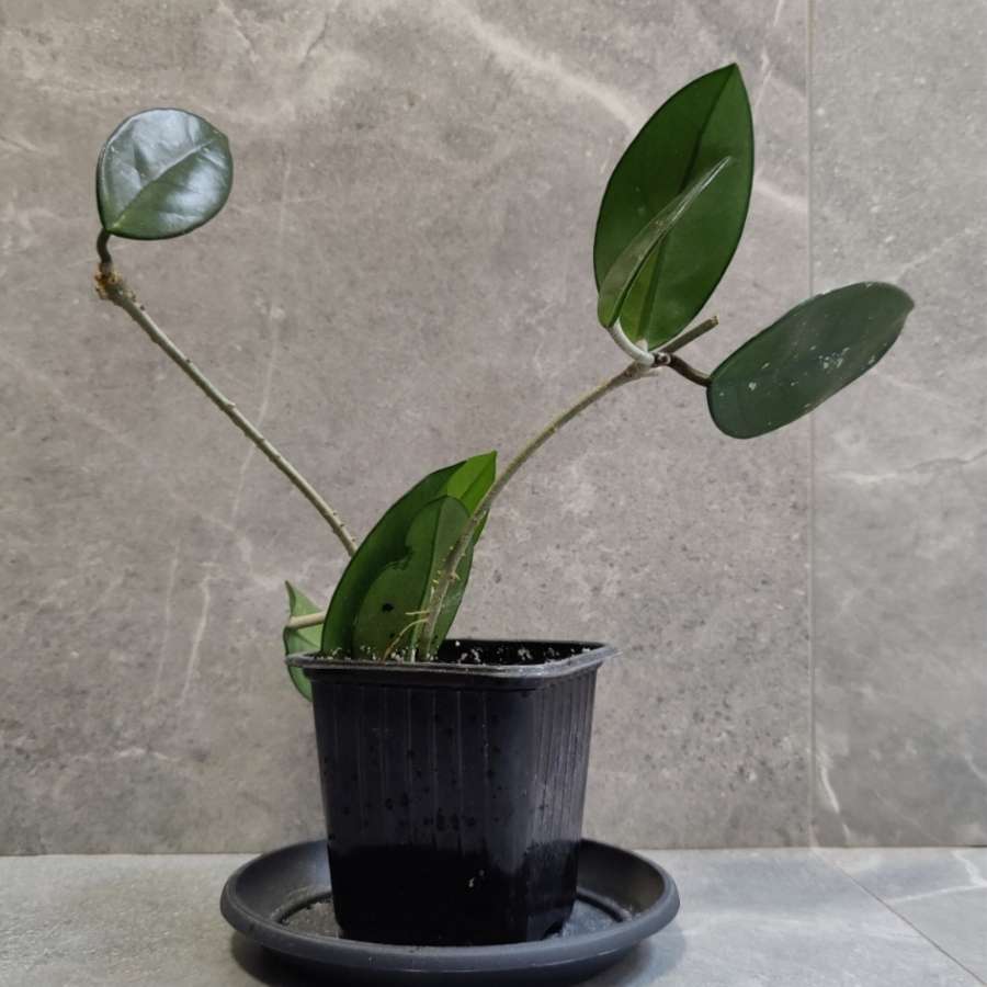 Hoya carnosa, hoja różowa