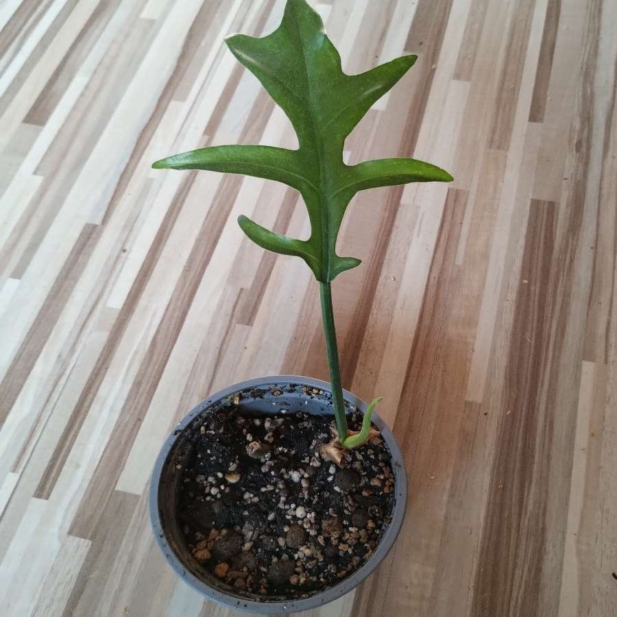 Philodendron cinderella
