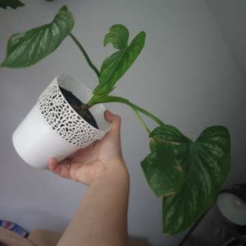 Filodendron mamei