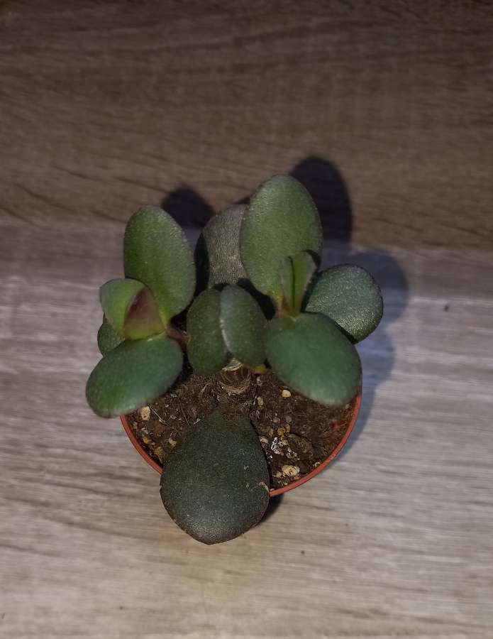 Crassula ovata 4