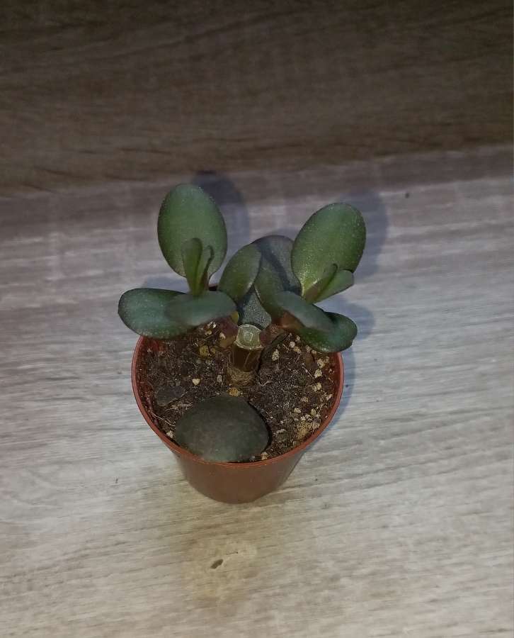 Crassula ovata 3