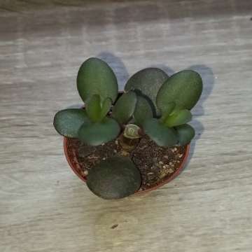 Crassula ovata