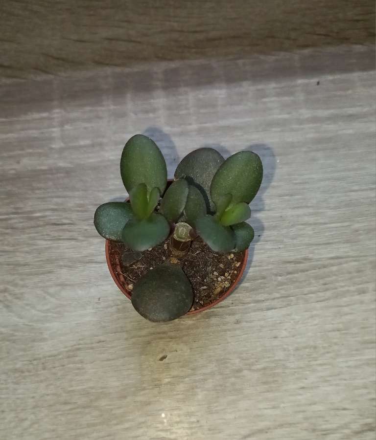 Crassula ovata 2