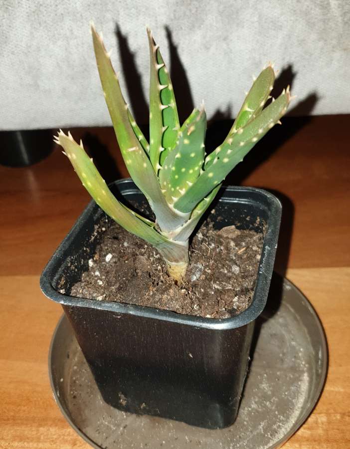 Aloes 2