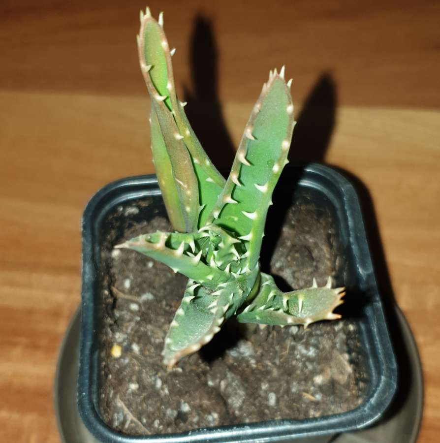 Aloes 3