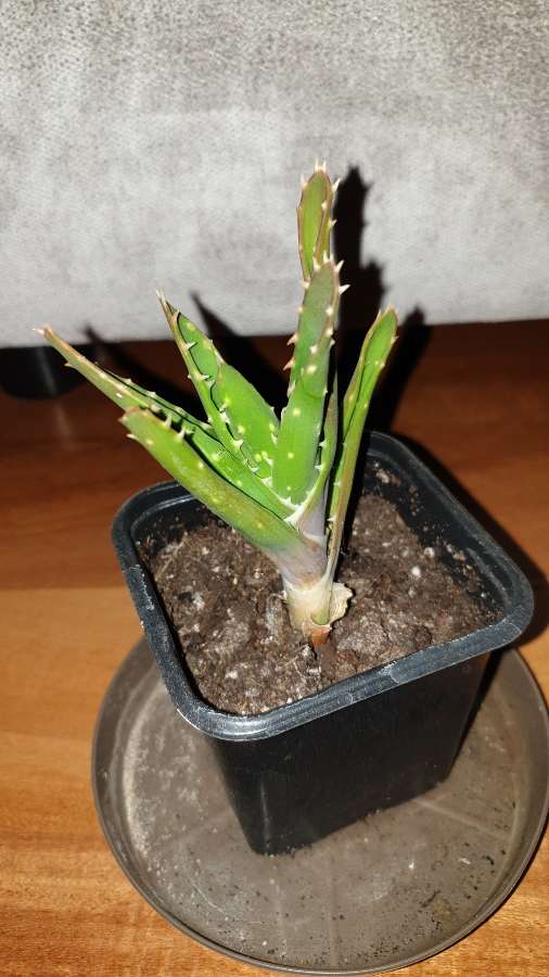 Aloes 4