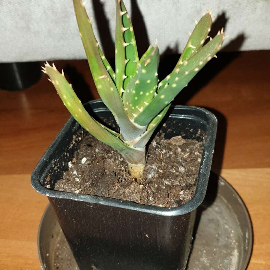 Aloes