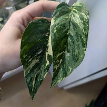 Epipremnum pinnatum variegata