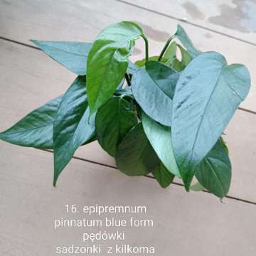 Epipremnum pinnatum blue form
