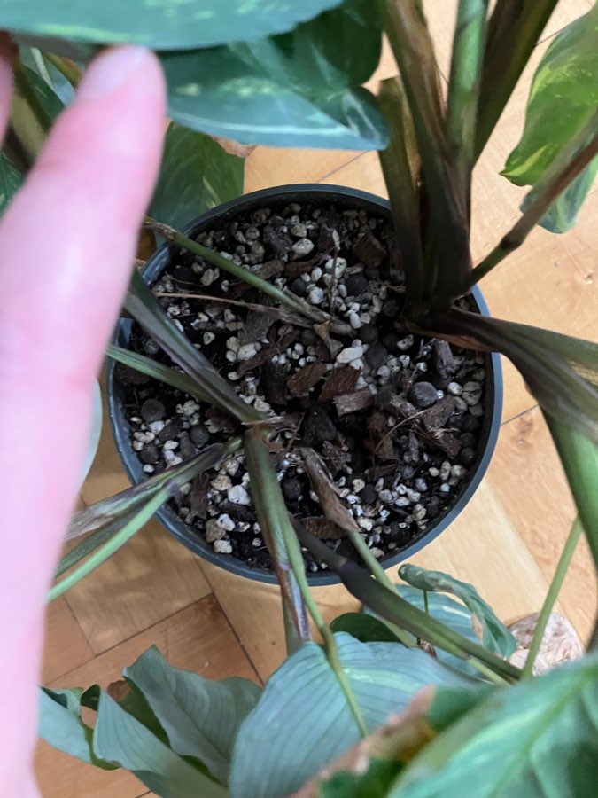 Maranta karchoveana variegata 5