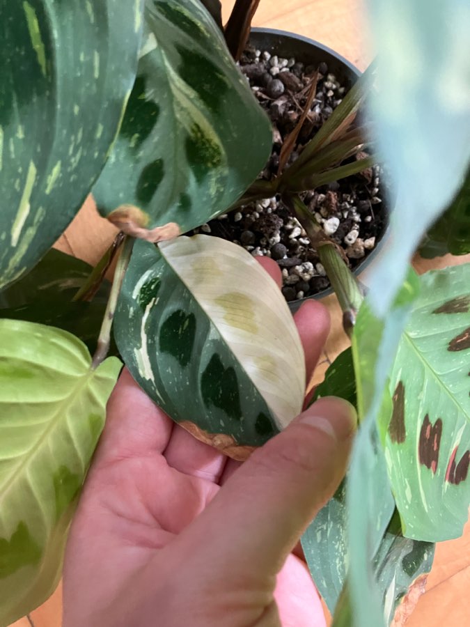 Maranta karchoveana variegata 2