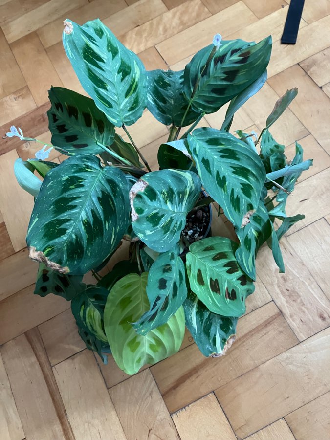 Maranta karchoveana variegata 3