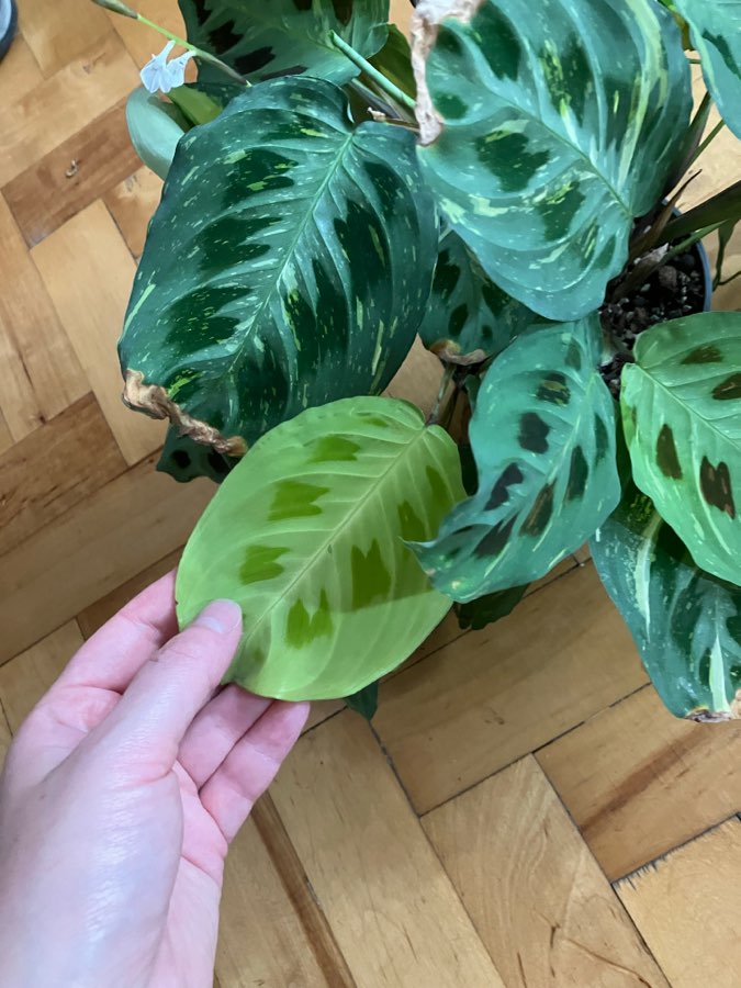Maranta karchoveana variegata 4