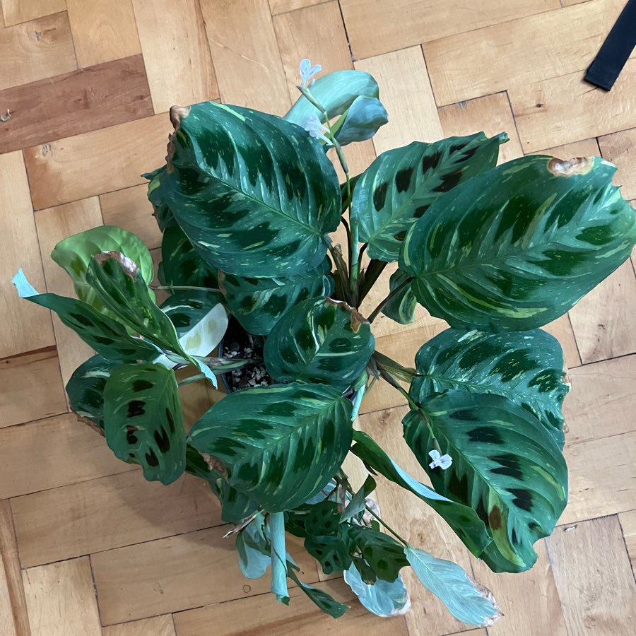 Maranta karchoveana variegata