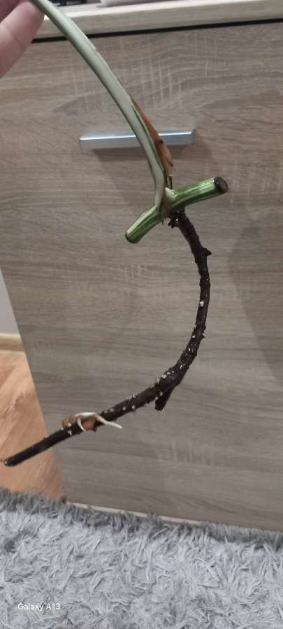 Monstera Variegata 2