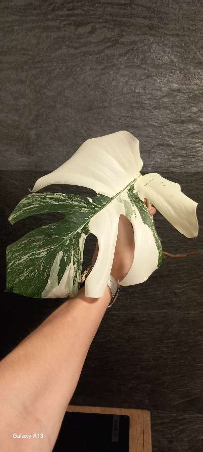 Monstera Variegata 3