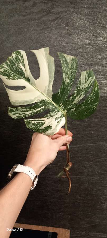 Monstera Variegata 2