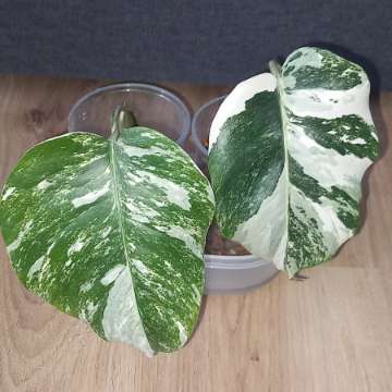 Monstera Variegata