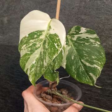 Monstera Variegata