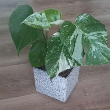 Monstera Variegata