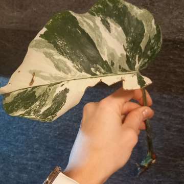 Monstera Variegata