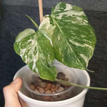 Monstera Variegata